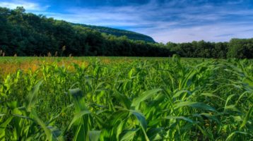 AGROSCIENCES – ANALÍTICA PRUEBAS